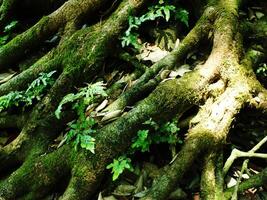 A large tree trunk covered in green moss and leaves. The trunk is surrounded by rocks and there are some leaves on the ground photo