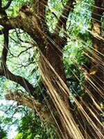 A large tree with many hanging roots hanging down. The tree has large branches and dense leaves photo