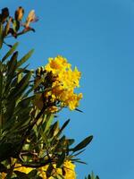 A tree with yellow flowers and green leaves. The flower is blooming with clear blue sky background photo