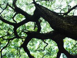 A large tree with a thick trunk and many branches. The tree is surrounded by green leaves and is the center of attention in the image photo