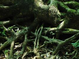 A large tree trunk covered in green moss and leaves. The trunk is surrounded by rocks and there are some leaves on the ground photo