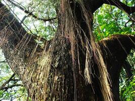 A large tree with many hanging roots hanging down. The tree has large branches and dense leaves photo