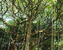 A large tree with many hanging roots hanging down. The tree has large branches and dense leaves photo