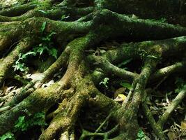 A large tree trunk covered in green moss and leaves. The trunk is surrounded by rocks and there are some leaves on the ground photo