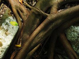 A tree root is growing out of a stone wall. The wall is made of stone and has a rough texture photo