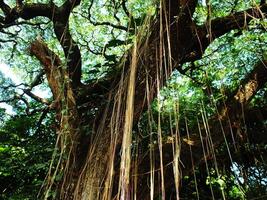 A large tree with many hanging roots hanging down. The tree has large branches and dense leaves photo