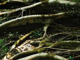 A pile of tree roots on the ground. The roots are brown and twisted, and they are scattered in different directions. The scene has a natural and earthy feel to it photo