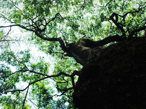 un grande árbol con un grueso maletero y muchos sucursales. el árbol es rodeado por verde hojas y es el centrar de atención en el imagen foto