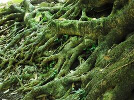 A large tree trunk covered in green moss and leaves. The trunk is surrounded by rocks and there are some leaves on the ground photo
