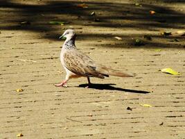 Wild spotted dove or spilopelia chinensis bird walking on a brick sidewalk looking for food. The bird is brown and has a speckled pattern on its feathers photo