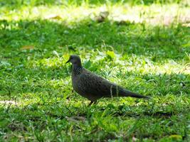 Wild spotted dove or spilopelia chinensis bird is walking through a green field. The bird is brown and has a speckled pattern on its feathers. photo