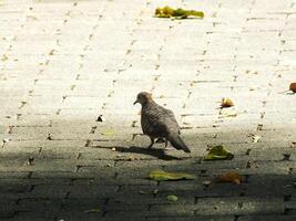A wild zebra dove is a small bird. Usually can find this species at the park. This bird also like to walking on a brick sidewalk looking for food. photo