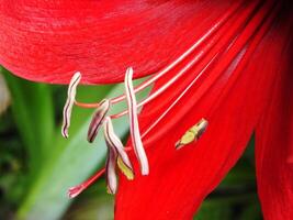 Close up of a red amaryllis flower with a green stem blooming so beautiful at the garden. The petal color is full red. photo