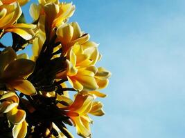 A yellow plumeria or frangipani flower with a blue sky in the background. The flower is in full bloom. The sky is clear and bright, creating a peaceful and serene atmosphere photo