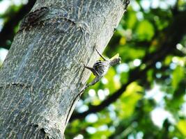 A flying lizard or draco volans is climbing up a tree trunk. The tree is surrounded by green leaves and the lizard is the only animal visible photo