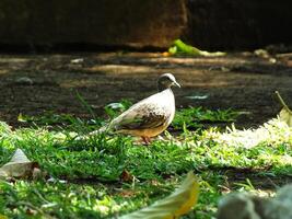 Wild spotted dove or spilopelia chinensis bird is walking through a green field. The bird is brown and has a speckled pattern on its feathers. photo