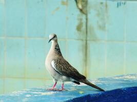 Wild spotted dove or spilopelia chinensis bird is standing on a blue wall. The bird is brown and white with a black beak photo