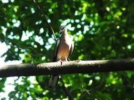 Wild spotted dove or spilopelia chinensis bird is perched on a tree branch. The bird is brown and white in color. The image has a peaceful and calm mood photo