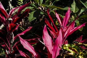 a close up of a red plant with green leaves photo