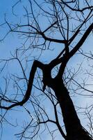 a tree with no leaves and a bird flying photo