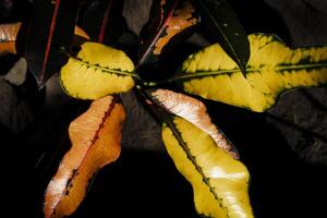 a close up of a leaf with yellow and red photo