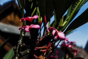 a pink flower on a tree branch photo