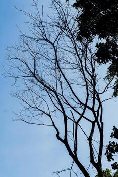 un grande árbol con No hojas y un pájaro volador foto