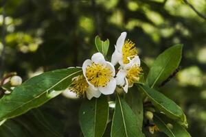 a white flower with yellow centers is on a tree photo