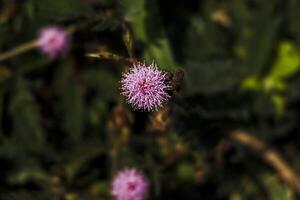 a small pink flower is growing in the grass photo