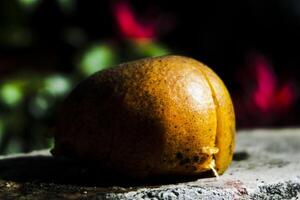 a close up of a fruit orange on a rock photo