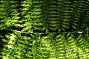 a fern leaf is shown in the sunlight photo