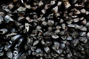 a pile of wood charcoal for landscape footage photo