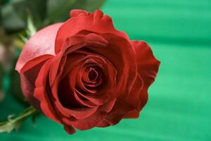 red rose on green background photo