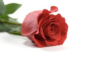 red rose on white photo