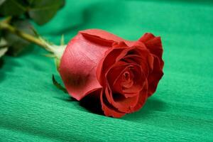 red rose on green photo