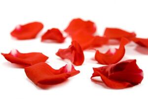 red petals on white photo