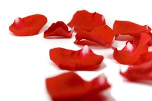 red petals on white photo