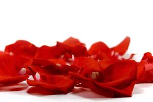 red petals on white photo