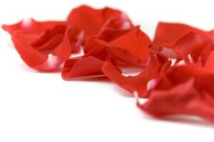 red petals on white photo