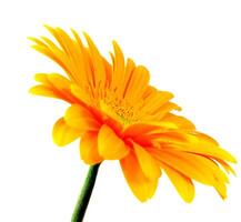 gerbera on white photo