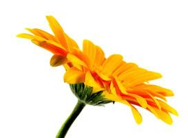 flower gerbera on white photo