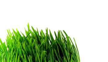 green grass on white photo