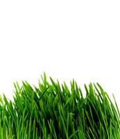 green grass on white photo