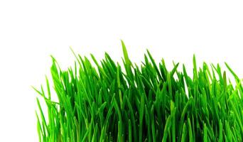 green grass on white photo