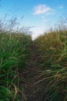 A path trodden in the grass photo