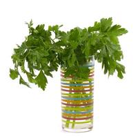 bouquet of fresh parsley photo