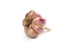 head of garlic photo