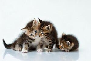 Three kittens playing together on a white background photo