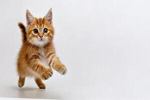 A small orange kitten running on a white background photo