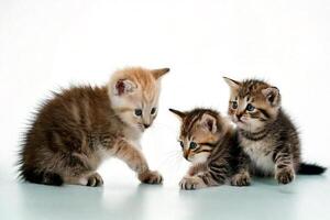 Three kittens playing on a white surface photo